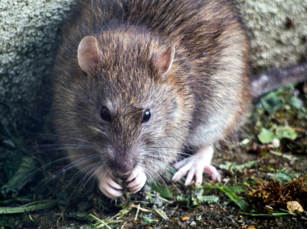 Zijn ratten giftig rattenbestrijding breda