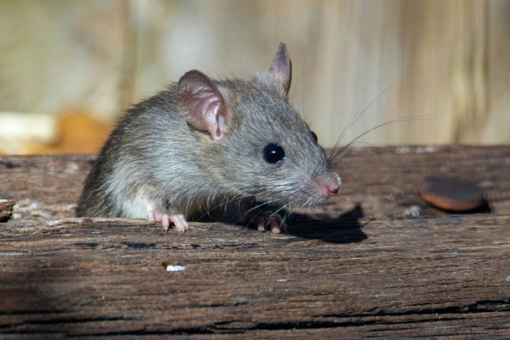 ratten verjagen met geur rattenbestrijding breda